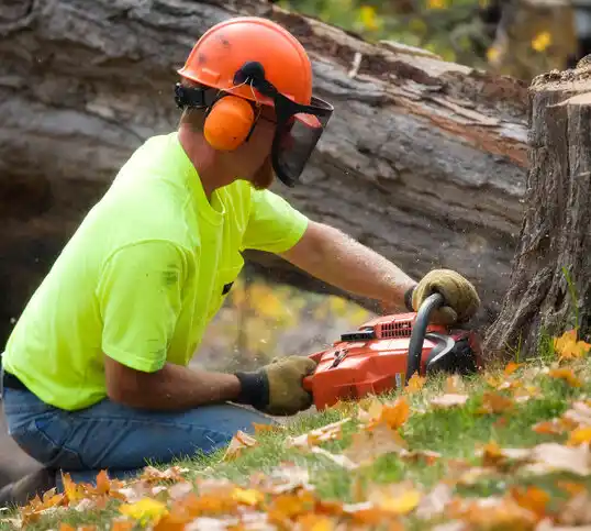 tree services Sycamore